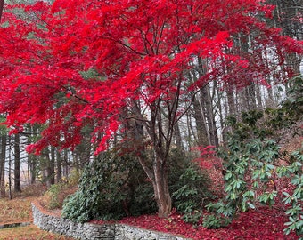 Red leaves