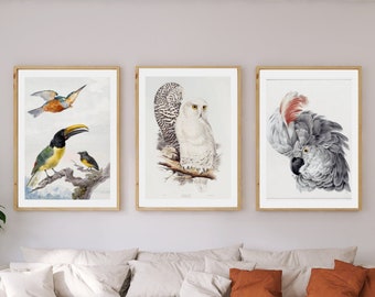 8 Best Vintage Birds Posters, Best Retro Bird Print, Blue Heron, Travel Poster, Sports, Home Wall Art, Gift for Him, Dad Gift