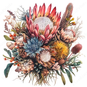 17 Protea Blumenstrauß Aquarell Clipart, Aquarell, Wild Floral Clipart hochwertige PNG, Kartenherstellung, digitaler Planer