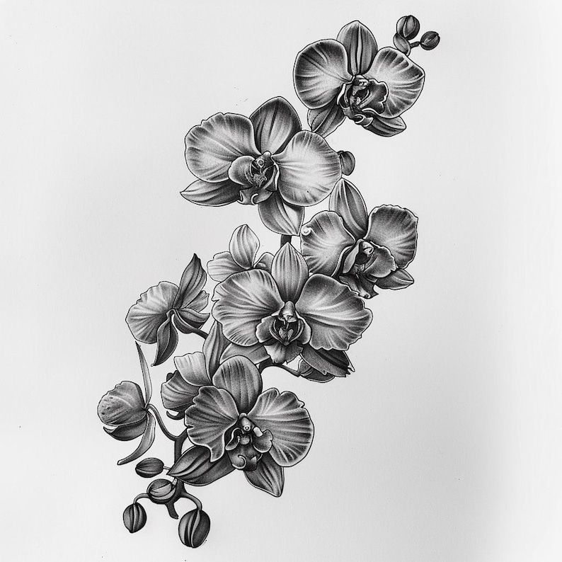 28 vackra orkidéer clipart, blommig illustration digital nedladdning, orkidéblommakonst, botanisk tryck clipart, blommor akvarell clipart bild 3