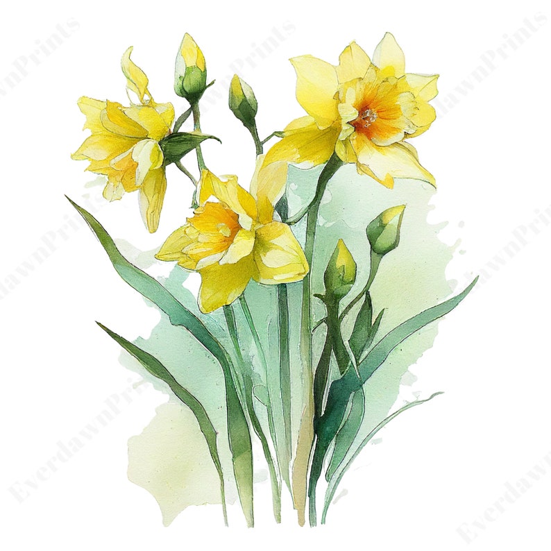 16 Watercolor Daffodils Clipart High Quality Transparent PNG - Etsy