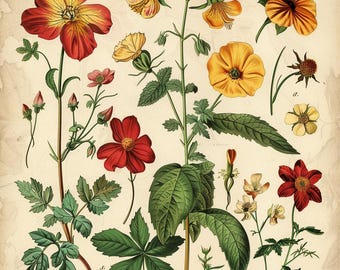 24 Vintage Flower Clipart, Botanical Illustration, Floral Clipart, Antique Flower Art, Flower Graphics, Flower PNG, Digital Download