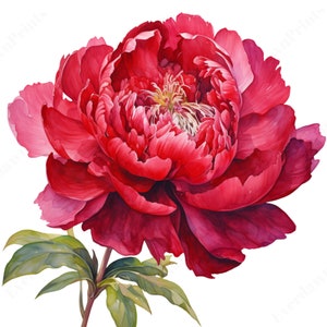 赤い牡丹の花のクリップアート、透明PNG（デジタルダウンロード）