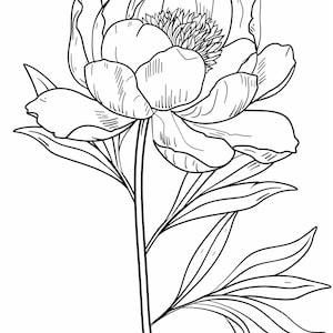 Può includere: Un disegno in bianco e nero di un singolo fiore di peonia con foglie.