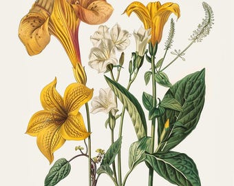 24種類の植物の花のクリップアート、デジタル花のイラスト、ヴィンテージフラワープリント、即時ダウンロード、花のクリップアート、デジタルダウンロード
