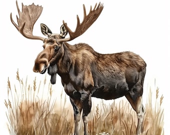 24 Moose Clipart, Watercolor Animal Illustration, Wildlife Art, Forest Creature Design, Digital Download, Animal Clipart