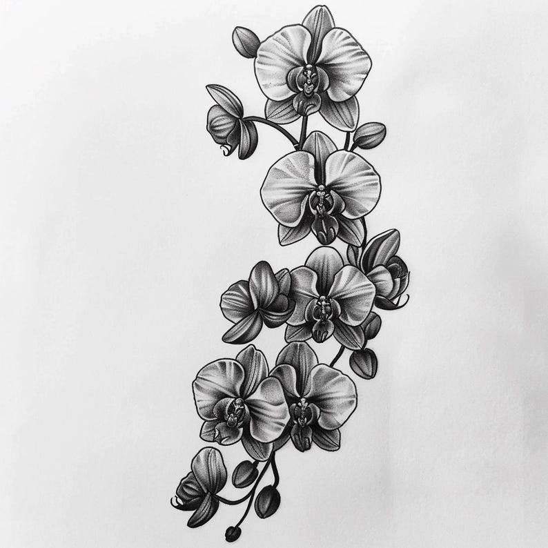 28 vackra orkidéer clipart, blommig illustration digital nedladdning, orkidéblommakonst, botanisk tryck clipart, blommor akvarell clipart bild 4
