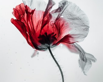 24 Red Poppy Flower Clipart, Botanical Illustration, Floral Art Print, Transparent Background, Digital Download, Wall Art Decor, DIY Crafts