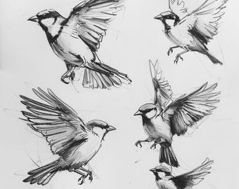 24 Sparrow Clipart, Flying Birds Graphic, Bird Sketch Digital Art, Realistic Bird Illustration, Hand Drawn Bird, Digital Download