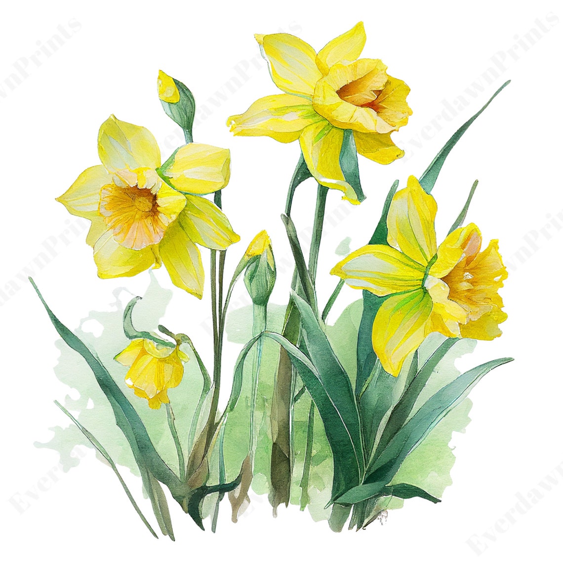 16 Watercolor Daffodils Clipart High Quality Transparent PNG - Etsy