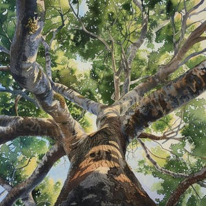 Puede incluir: Pintura a la acuarela de un árbol visto desde abajo, mostrando una perspectiva detallada del tronco y las ramas. La obra presenta una mezcla de tonos marrones, grises y verdes, con la luz del sol filtrándose a través de las hojas, creando una escena natural y vibrante.