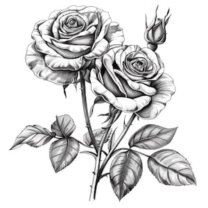 Op de afbeelding: Een zwart-witte potloodtekening van twee rozen met stelen en bladeren. De rozen staan ​​in volle bloei en hebben een realistisch uiterlijk.