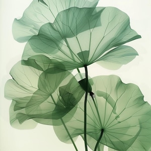 May include: A close-up of delicate, translucent green lotus leaves with intricate veins. The leaves are arranged in a layered, overlapping pattern, creating a sense of depth and texture.