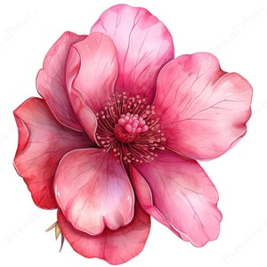 22 Clipart detalhado de flores em aquarela, clipart floral selvagem transparente, PNG de alta qualidade, criação de cartões, planejador digital, bordas florais