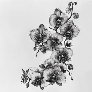 28 vackra orkidéer clipart, blommig illustration digital nedladdning, orkidéblommakonst, botanisk tryck clipart, blommor akvarell clipart bild 5