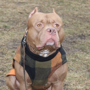 May include: A brown and tan pit bull terrier wearing a black and orange plaid dog sweater. The dog is wearing a gold chain collar and is looking at the camera.