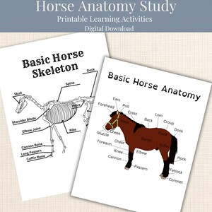 May include: Two educational sheets titled Horse Anatomy Study. One sheet shows a black and white line drawing of a Basic Horse Skeleton with labelled parts. The other sheet features a brown horse illustration labelled Basic Horse Anatomy.
