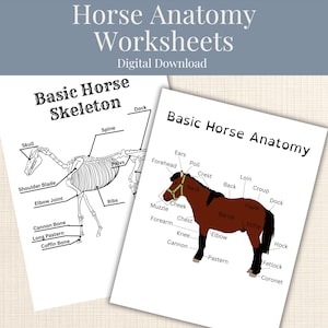 Horse Anatomy Worksheets: Homeschool Learning (Digital Download)