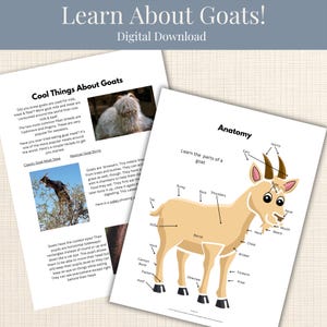 Op de afbeelding: Twee educatieve bladen getiteld Learn About Goats! Digital Download. Eén blad bevat de tekst Cool Things About Goats met foto's van een geit en geitenvleesstoofpot. Het andere blad toont een diagram genaamd Anatomy met een getekende geit.
