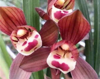 Cymbidium sinense 'Fu Gui Hong He' 墨蘭 ‘富貴紅荷’