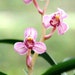 see more listings in the Cymbidium ensifolium 建蘭 section
