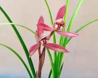 Cymbidium goeringii ssp.longibracteatum 'Da Long Nv' 春劍 ‘大龍女’