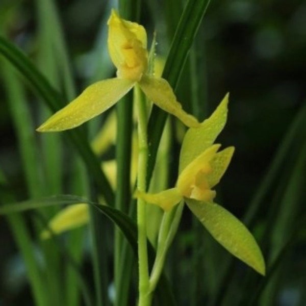 Cymbidium goeringii ssp.longibracteatum 'Xi Shu Dao Guang' 春劍 ‘西蜀道光’