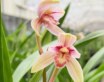 Cymbidium ensifolium ‘Jin Zhou Hong He' 建蘭 ‘金皺紅荷’