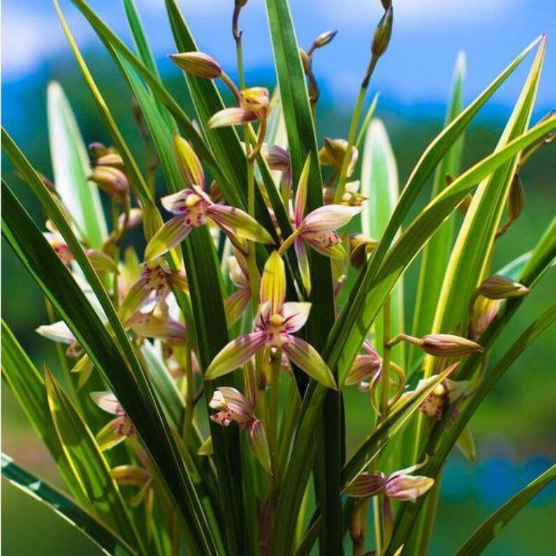 Cymbidium Ensifolium 'rainbow' huang Jin Cai Hong' 建蘭 黃金彩虹 Etsy