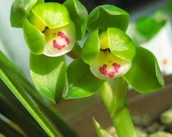 Cymbidium goeringii ‘Cui Gai He‘ 春蘭 ’翠蓋荷’