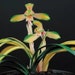 see more listings in the Cymbidium goeringii 春兰 section