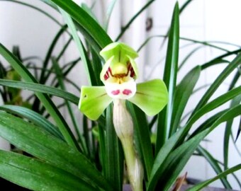 Cymbidium goeringii ‘Da Tuan Yuan’ 春蘭 ‘大團圓’