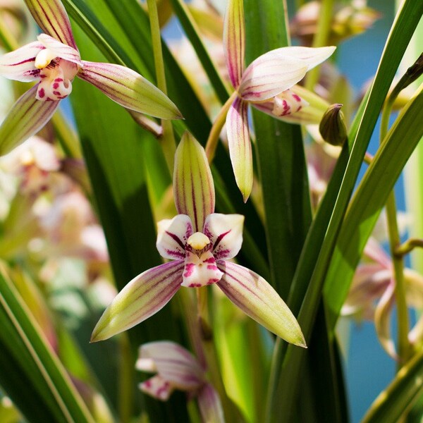 Cymbidium ensifolium 'Rainbow' ‘Huang Jin Cai Hong' 建蘭 ‘黃金彩虹’