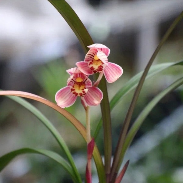 Cymbidium ensifolium ‘Hong Cao Hong He' 建蘭 ‘紅草紅荷’