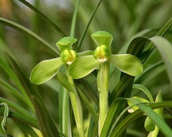 Cymbidium goeringii 'Zhi Zu Su Mei' 春蘭 ‘知足素梅’