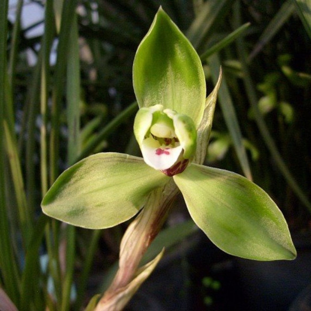 Cymbidium Goeringii 'tong Le Mei' 春蘭 同樂梅 - Etsy