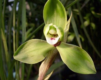 Cymbidium goeringii 'Tong Le Mei' 春蘭 ‘同樂梅’