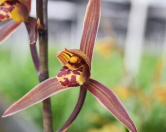 Cymbidium sinense 'Shan Chuan' 墨蘭 ‘山川’