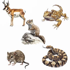 May include: A collection of wildlife illustrations featuring a brown and white pronghorn, a brown squirrel perched on a rock, a tan horned lizard, a brown mouse, and a coiled brown and black patterned snake, all depicted against a plain white background.