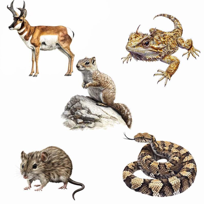 May include: A collection of wildlife illustrations featuring a brown and white pronghorn, a brown squirrel perched on a rock, a tan horned lizard, a brown mouse, and a coiled brown and black patterned snake, all depicted against a plain white background.