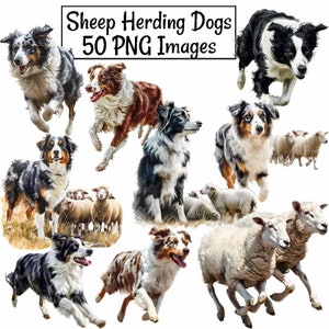 May include: A collection of 50 digital images featuring border collies and Australian shepherds herding sheep. The dogs are depicted in various poses, including running, standing, and sitting. The sheep are white with black markings. The images are in a cartoon style and are suitable for use in digital scrapbooking, card making, and other craft projects.