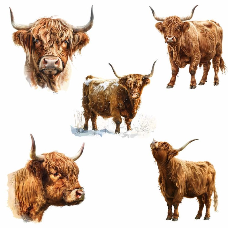 K&ouml;nnte beinhalten: F&uuml;nf schottische Hochlandrinder, auch bekannt als Highland Cattle, sind in dieser Illustration dargestellt. Die Rinder sind braun und haben langes, zotteliges Fell. Einige der Rinder stehen, w&auml;hrend andere direkt auf den Betrachter schauen. Die Rinder sind vor einem wei&szlig;en Hintergrund dargestellt.
