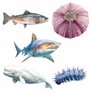 Sea life Clipart Whale Digital Downloads Shark art Animal Watercolor Ocean Marine Creatures Octopus illustrations sealife artwork coral image 8