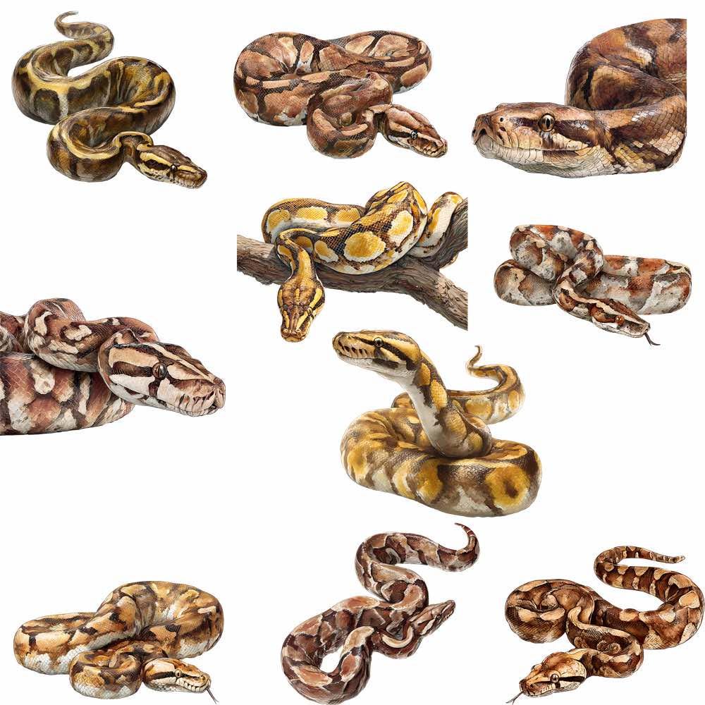 Descargas digitales de acuarelas de serpientes: arte imprimible de  reptiles, anaconda, mamba, serpiente de cascabel, boa, cobra, pitón real,  ilustraciones de culebras de liga - Etsy México, image size:1000x1000