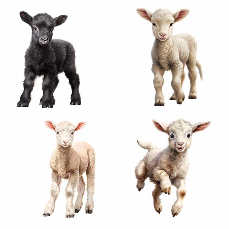 May include: Four adorable lambs, one black, one white, and two cream colored, standing and jumping on a white background.
