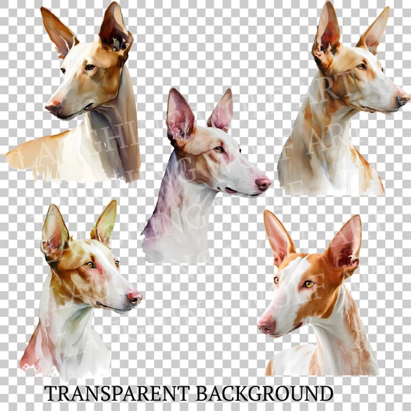 Ibizan Hound Watercolor Digital Downloads, 5 Podenco Hound Sublimation Dog Clipart , Transparent Background, Art Prints, Shirts, Stickers