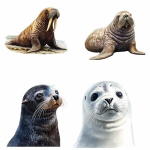 Puede incluir: Cuatro tipos diferentes de focas, incluyendo una morsa, una foca com&uacute;n y dos tipos diferentes de focas de piel. La morsa es marr&oacute;n con colmillos largos, la foca com&uacute;n es gris con el vientre blanco, y las focas de piel son ambas marrones con marcas blancas.