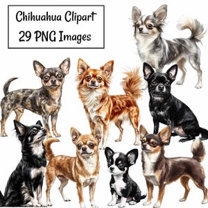 Chihuahua  Watercolor Clipart,29 Digital Downloads Sublimation Dog Breed, High Quality Transparent Background, Art Prints, Shirts, Stickers