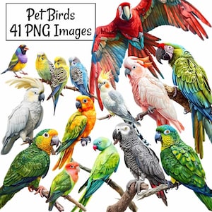 Pet Birds Watercolor Clipart Digital Downloads  Parrot Macaw Parakeet Cockatiel Lovebird African Grey Budgerigar, Pets Overlay