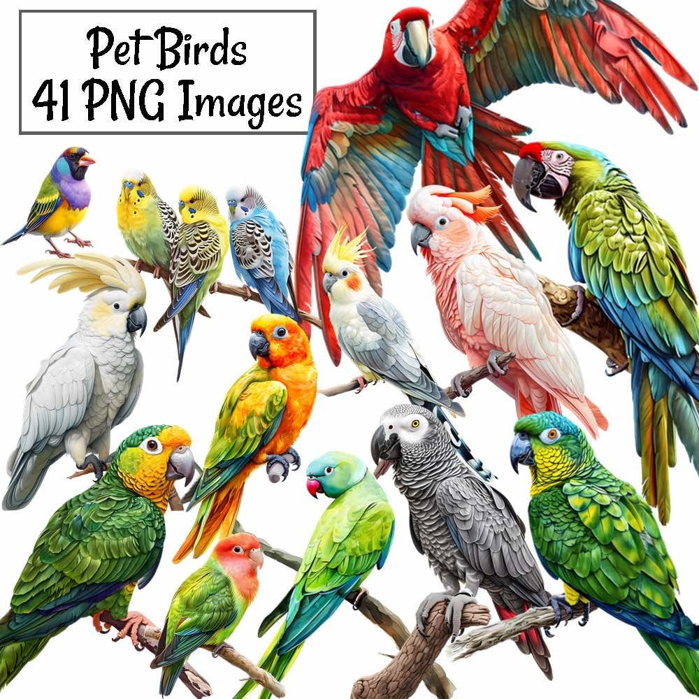 Pet Birds Watercolor Clipart Digital Downloads Parrot Macaw